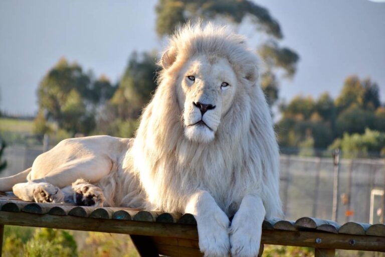 African Pride Project