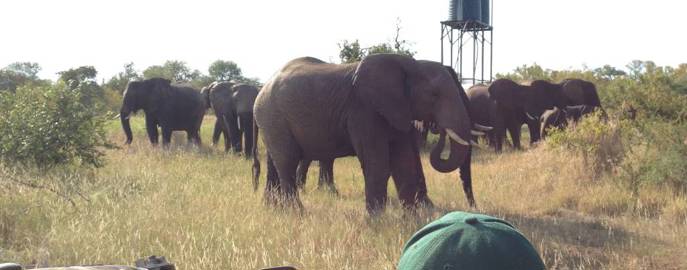 Big 5 Wild Project