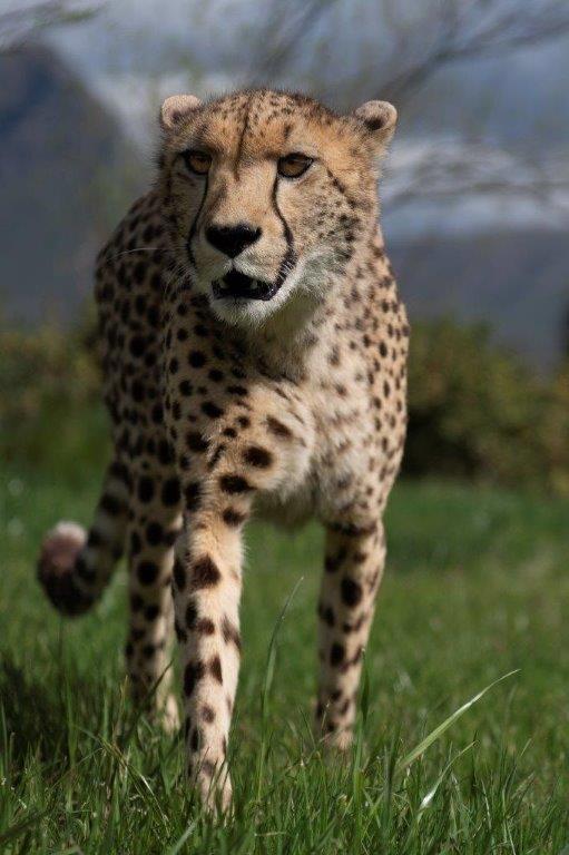 Cheetah Sanctuary Project