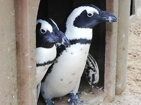 Penguin and Seabird Rescue Helper