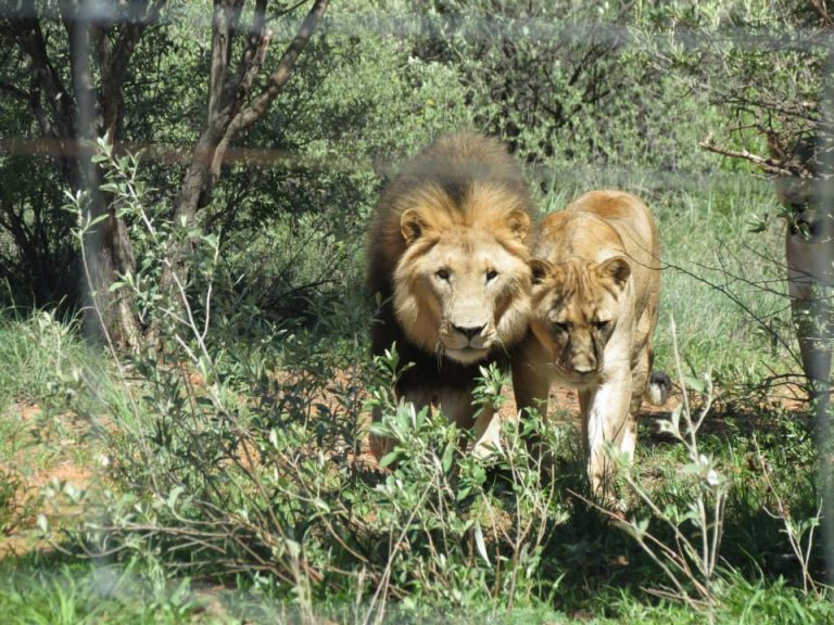 Namibia Wildlife Rescue & Research Project
