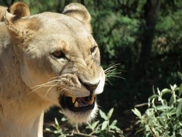 Namibia Wildlife Rescue Project